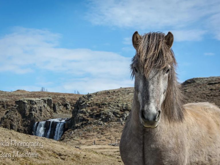 Secret Lagoon tour: The tour starts here at Syðra-Langholt, we ride to the Secret Lagoon, which is a fascinating natural hot spring here in the area. We let the horses rest there while we relax in the lagoon. On the way you get to know our good Icelandic horses and nature.